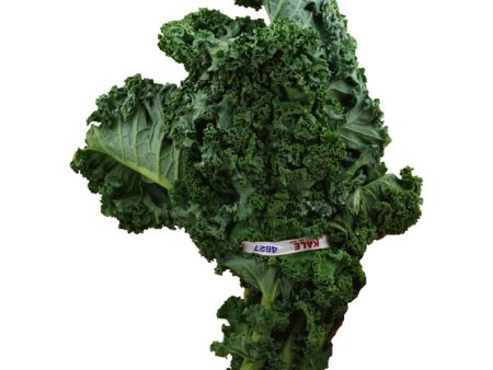 kale - McCarnety Hot on Sale