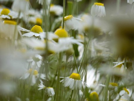 Chamomile 100g Online Sale