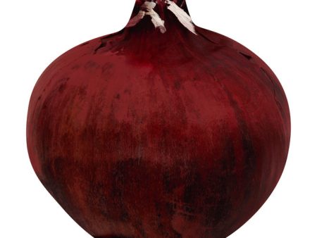 Onion (Red) Online now