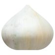 Garlic Supply