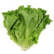 Green Leaf Lettuce - Habegger Produce Cheap