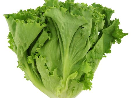 Green Leaf Lettuce - Habegger Produce Cheap